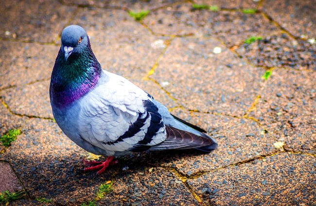 Download Images Of A Pigeon Nomer 19