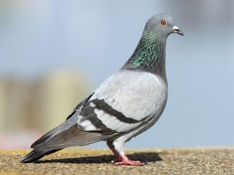 Detail Images Of A Pigeon Nomer 8