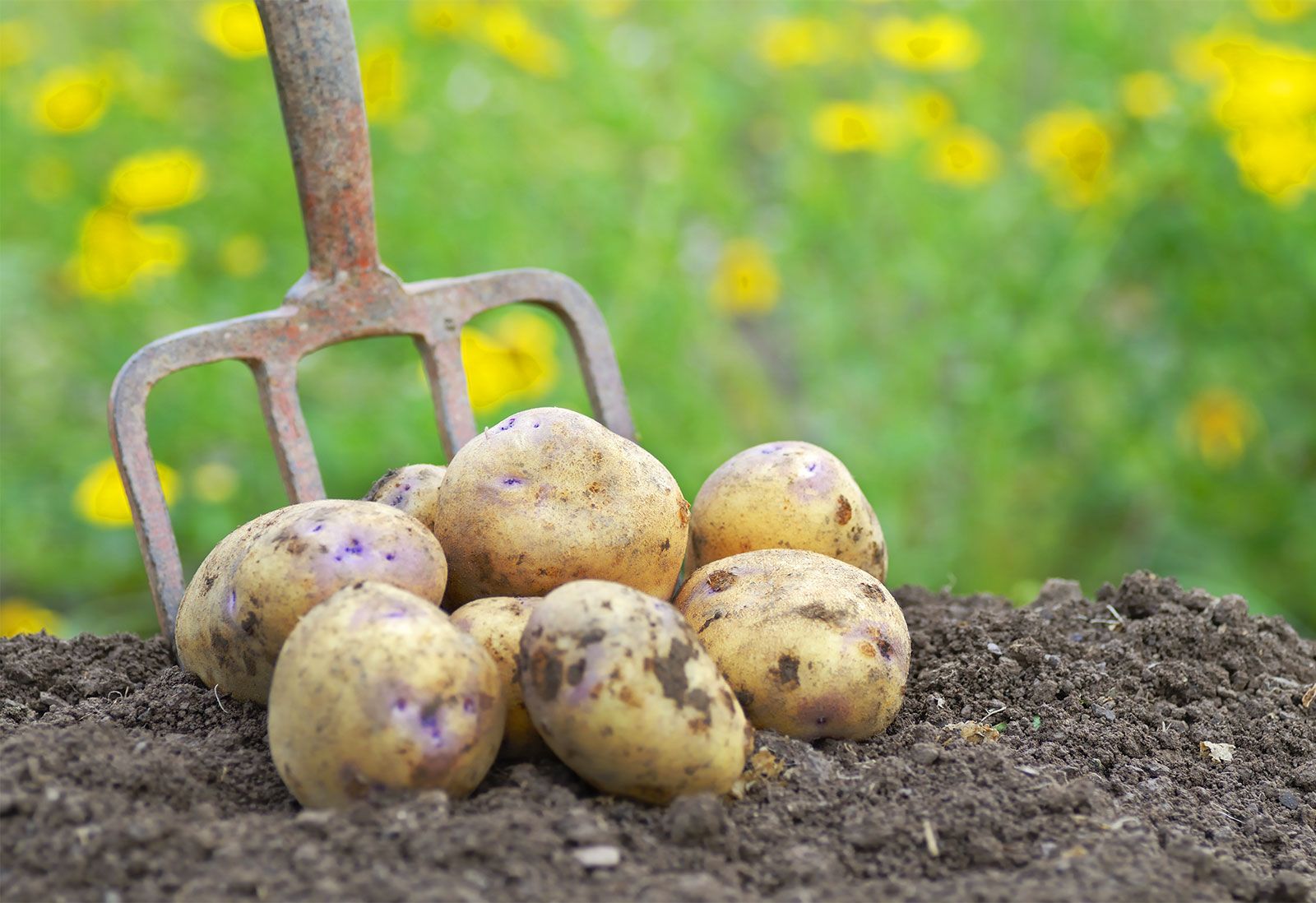 Detail Images Of A Potato Nomer 33