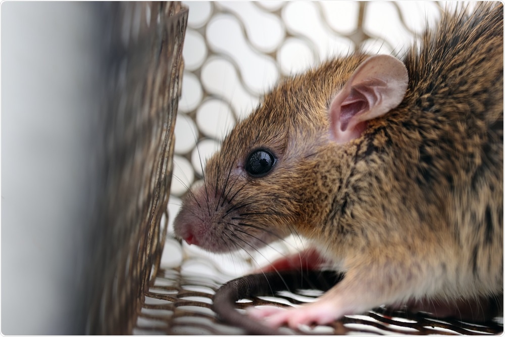 Detail Images Of A Rat Nomer 24
