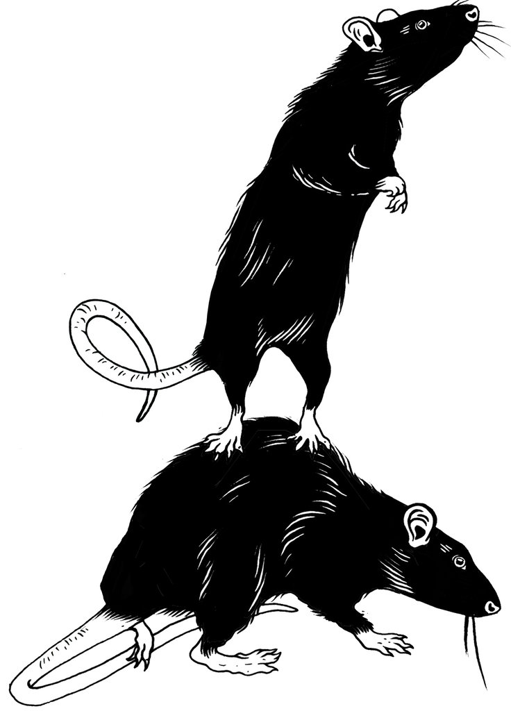 Detail Images Of A Rat Nomer 46