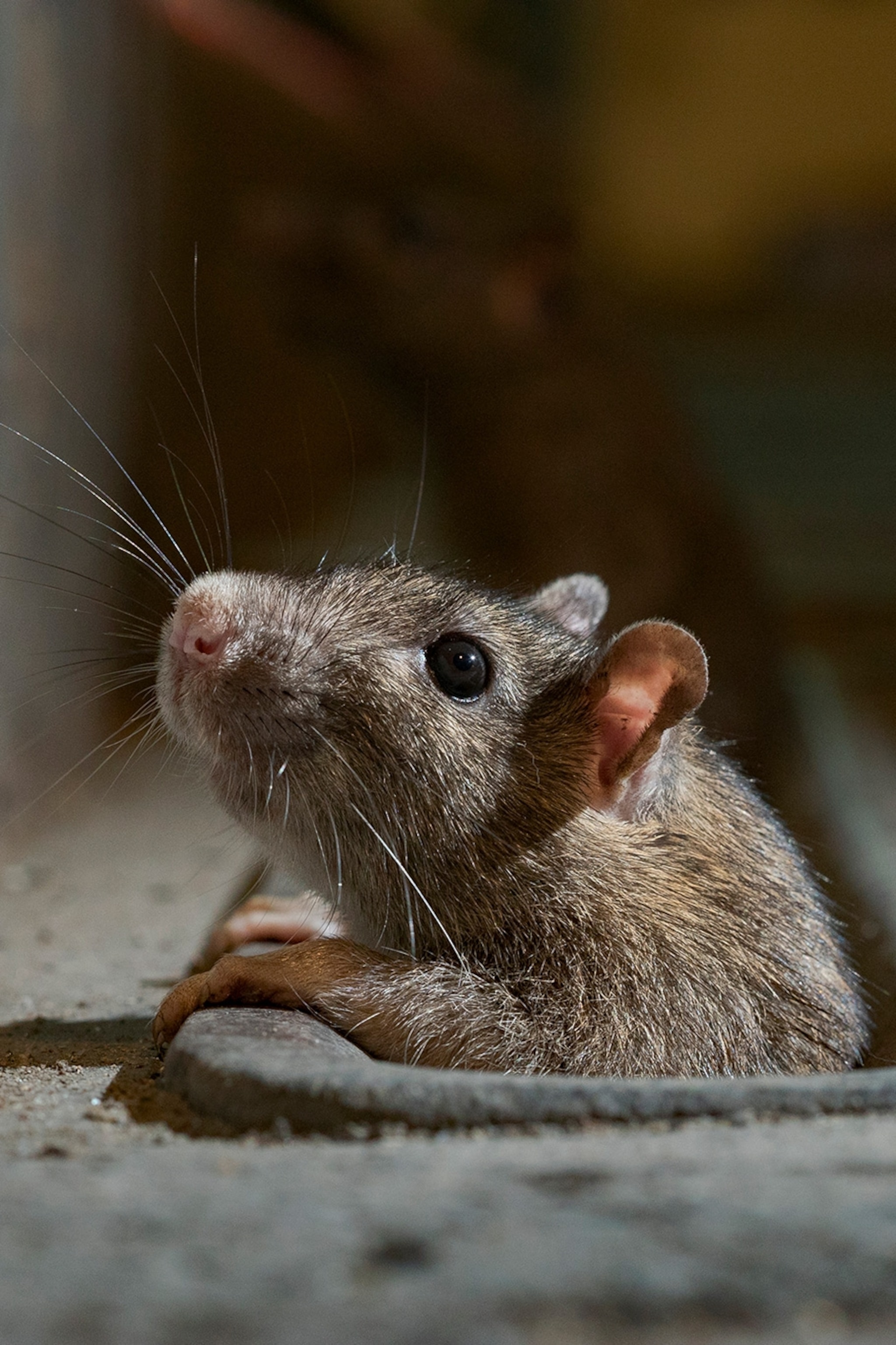 Detail Images Of A Rat Nomer 58