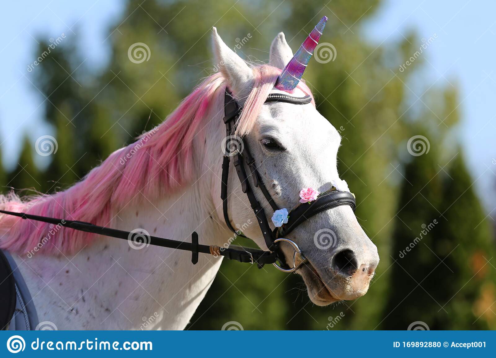 Detail Images Of A Real Unicorn Nomer 15
