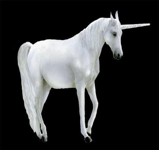 Detail Images Of A Real Unicorn Nomer 18