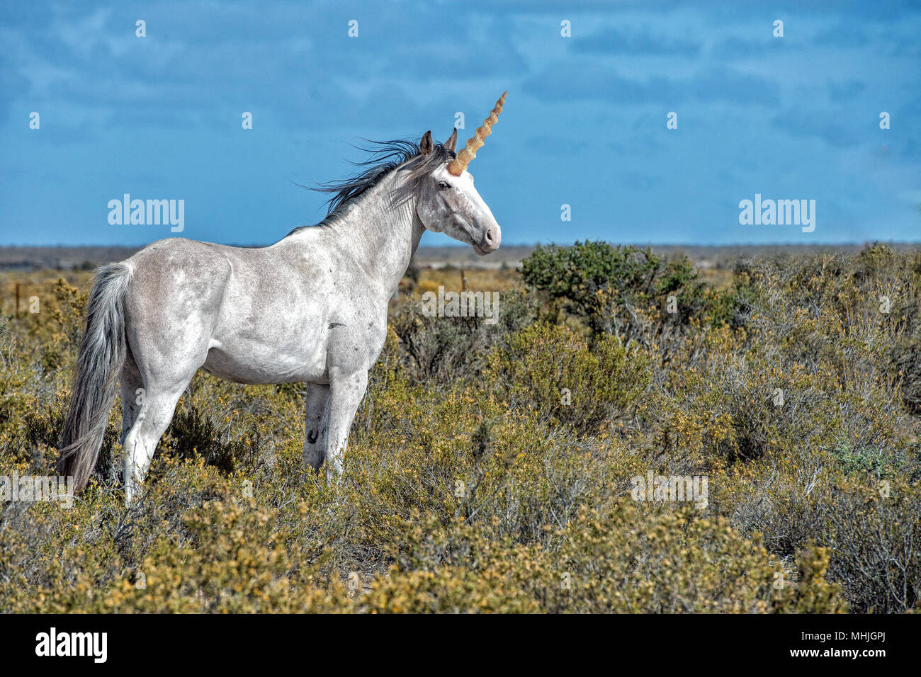Detail Images Of A Real Unicorn Nomer 19