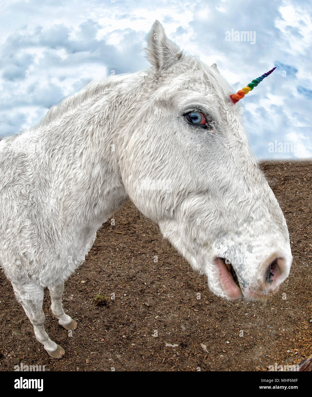 Detail Images Of A Real Unicorn Nomer 21