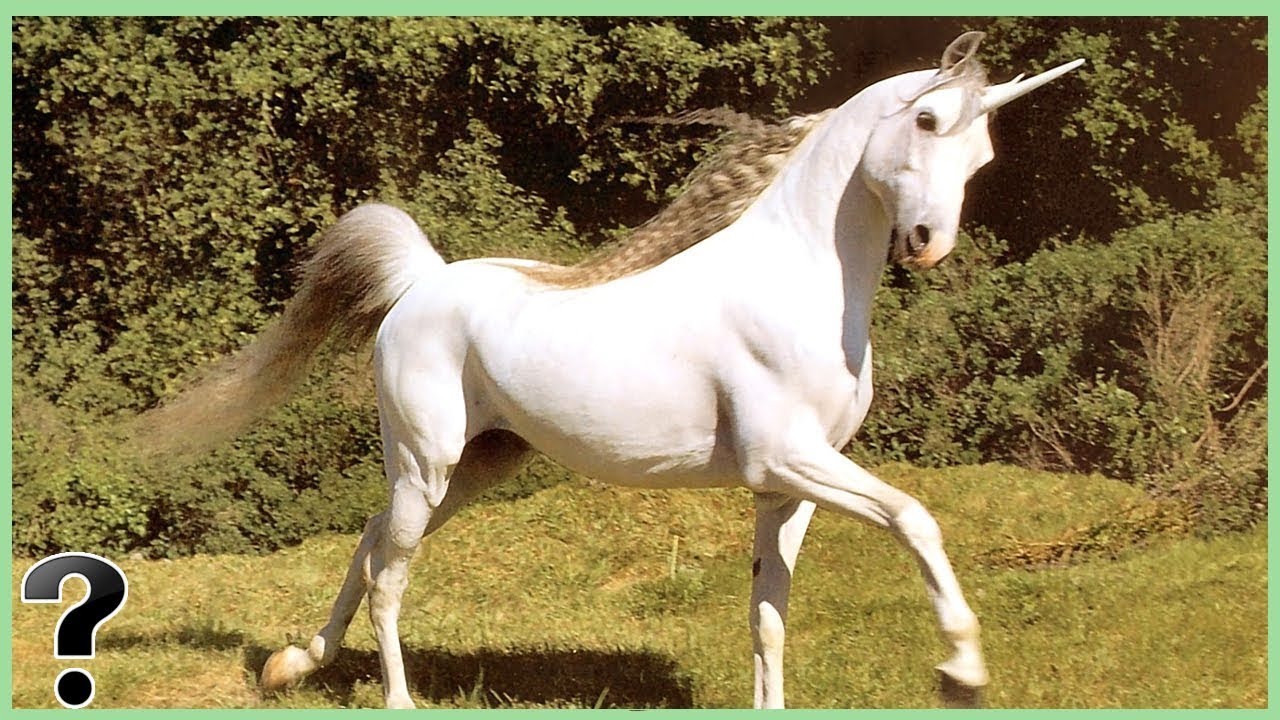 Detail Images Of A Real Unicorn Nomer 23