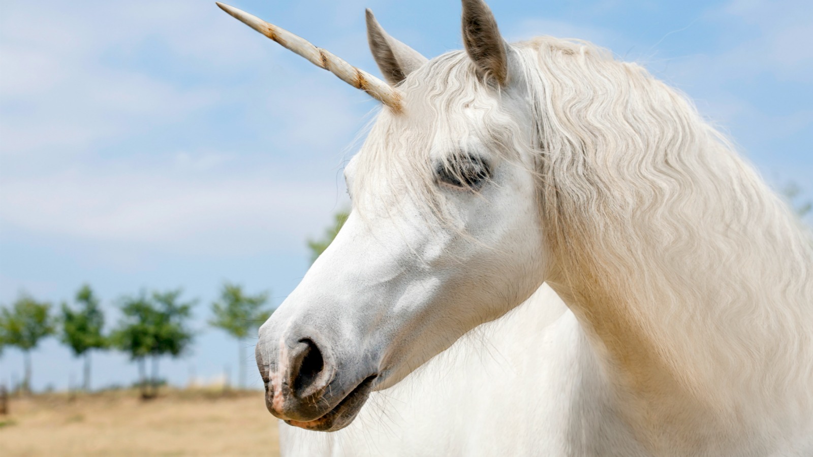 Detail Images Of A Real Unicorn Nomer 24