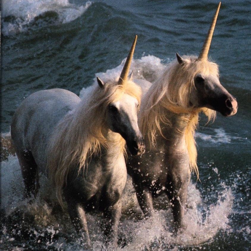 Detail Images Of A Real Unicorn Nomer 44