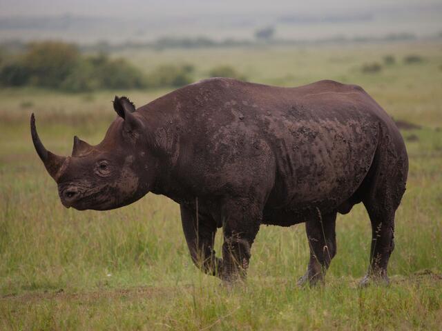 Images Of A Rhino - KibrisPDR