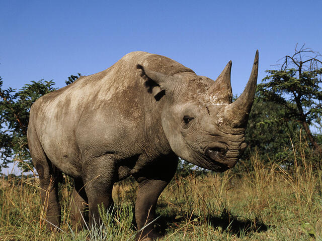 Detail Images Of A Rhino Nomer 13
