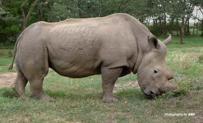 Detail Images Of A Rhino Nomer 14