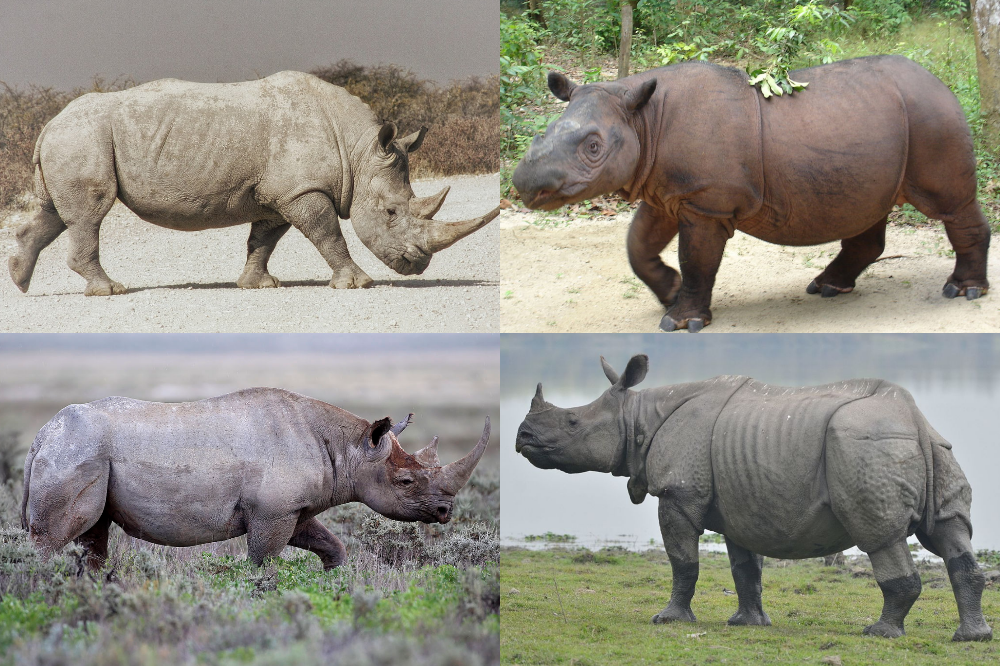 Detail Images Of A Rhino Nomer 3