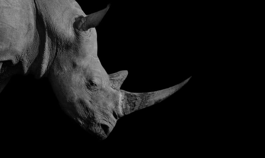 Detail Images Of A Rhino Nomer 21