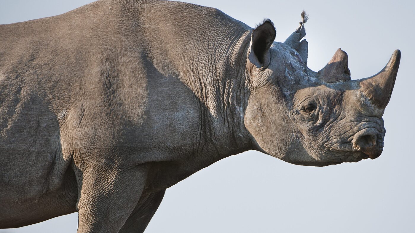 Detail Images Of A Rhino Nomer 28