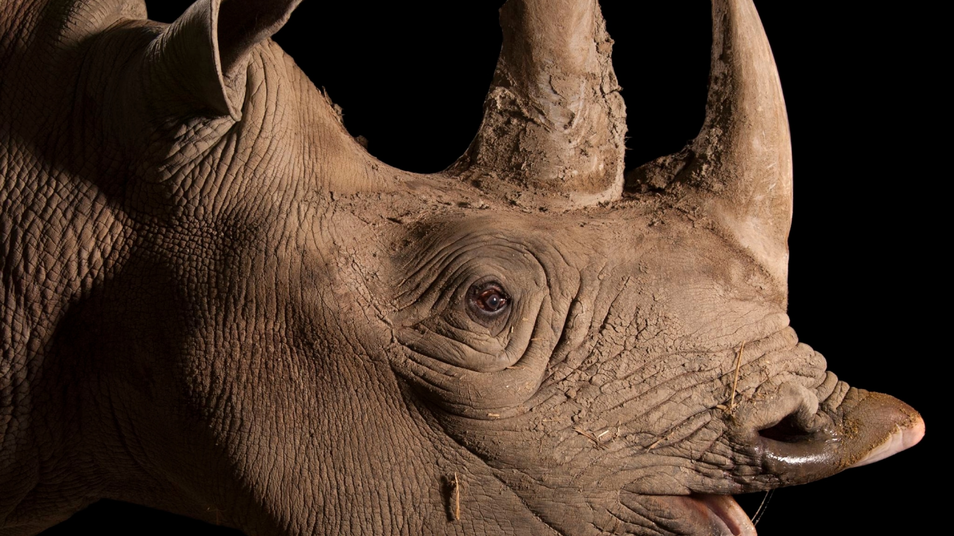 Detail Images Of A Rhino Nomer 36