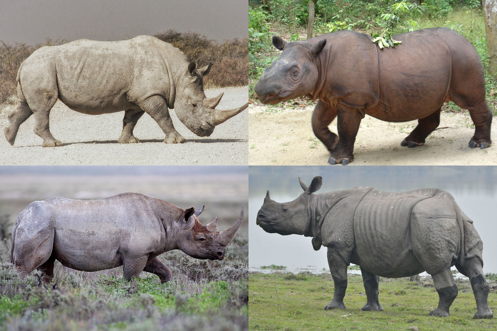 Images Of A Rhinoceros - KibrisPDR