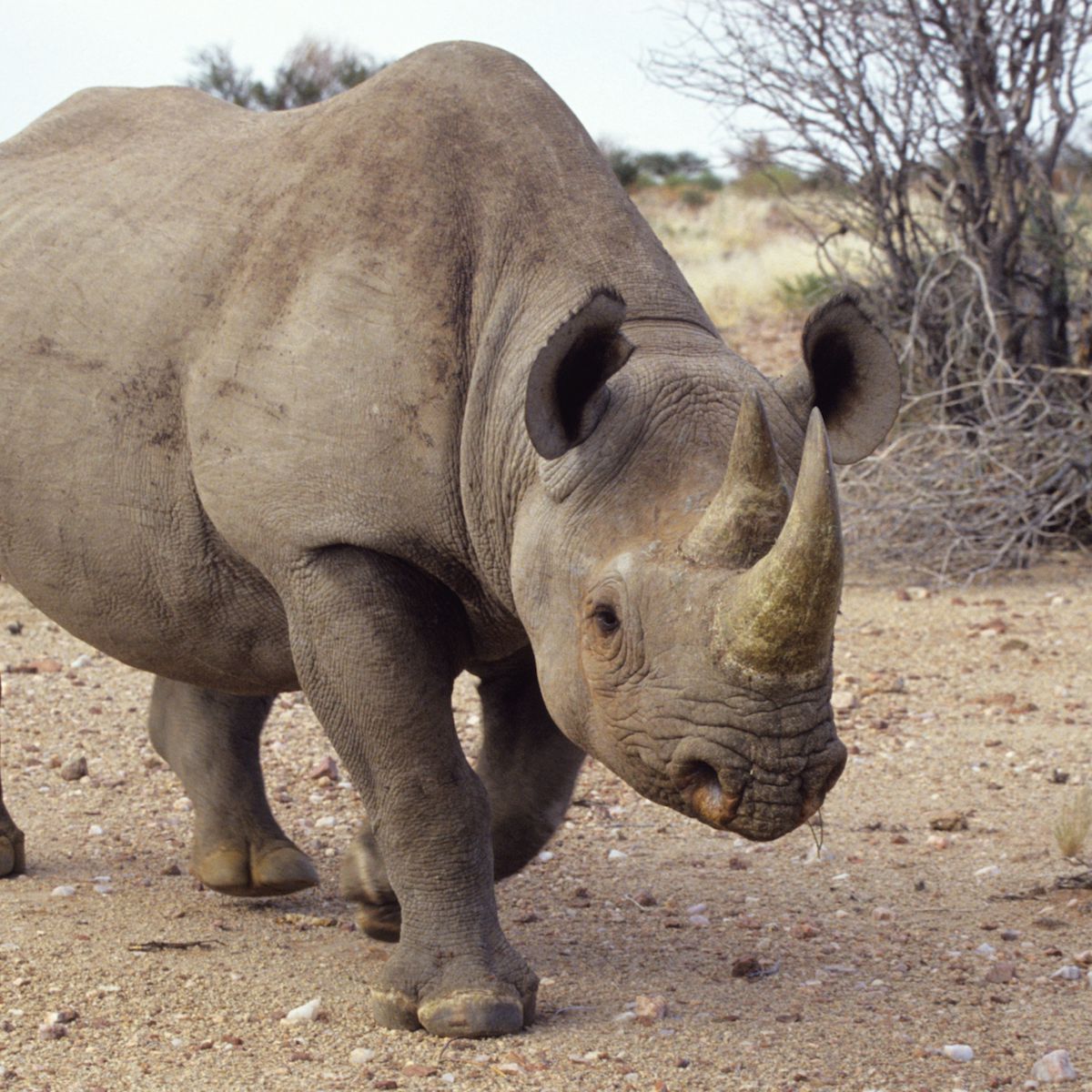 Detail Images Of A Rhinoceros Nomer 2