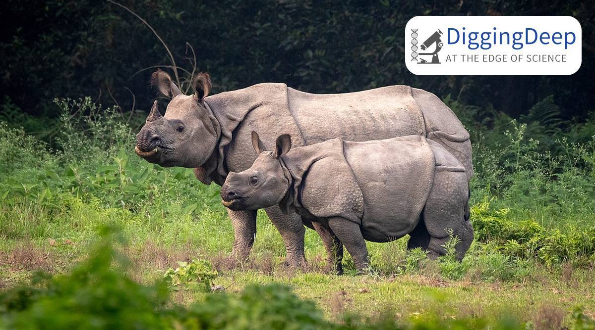 Download Images Of A Rhinoceros Nomer 4