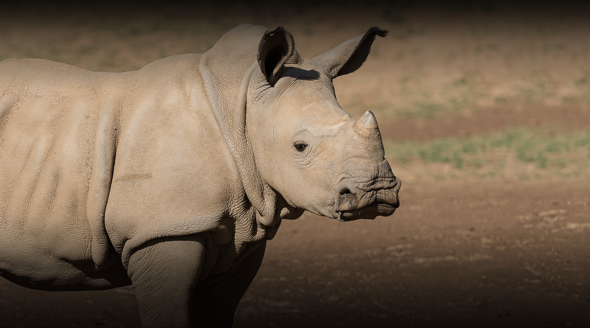 Detail Images Of A Rhinoceros Nomer 30