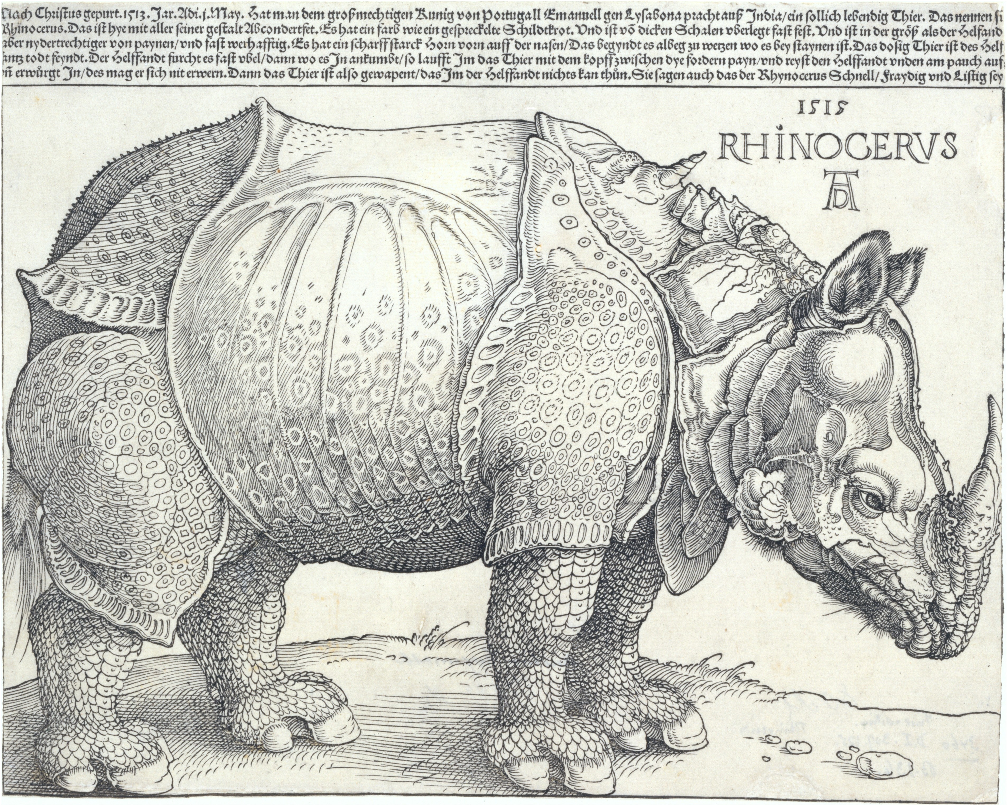 Detail Images Of A Rhinoceros Nomer 35