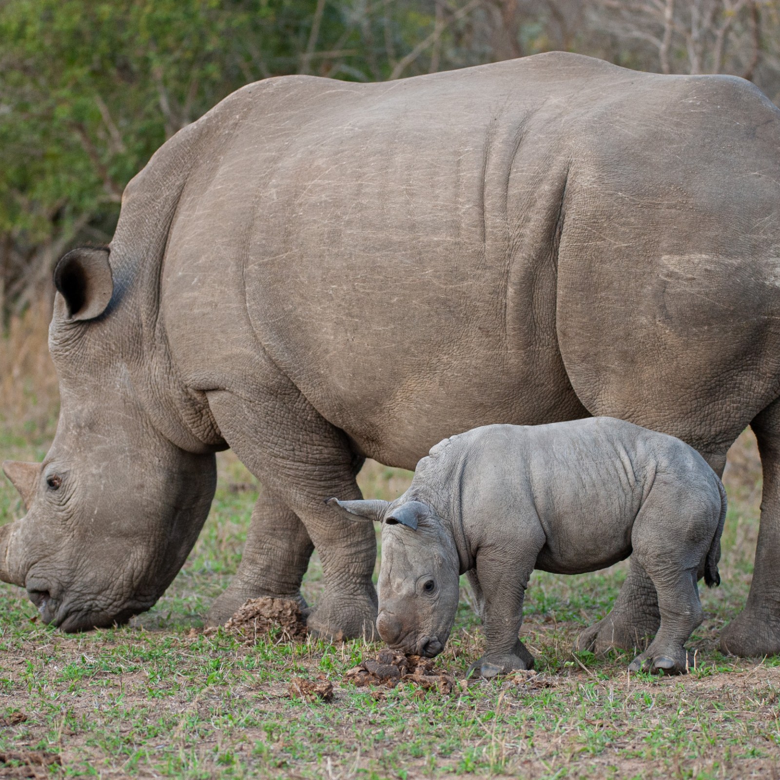 Detail Images Of A Rhinoceros Nomer 40