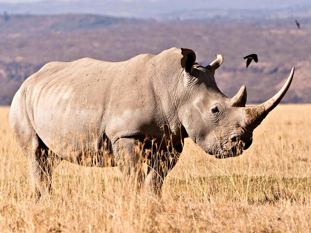 Detail Images Of A Rhinoceros Nomer 9