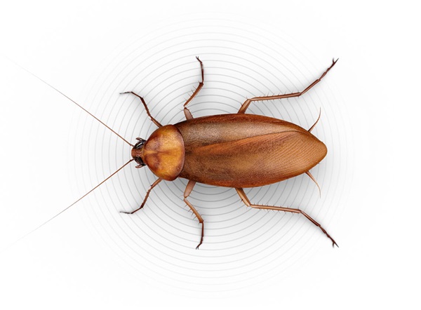 Images Of A Roach - KibrisPDR