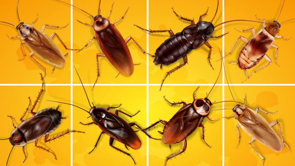 Detail Images Of A Roach Nomer 11