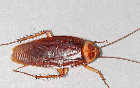 Detail Images Of A Roach Nomer 16
