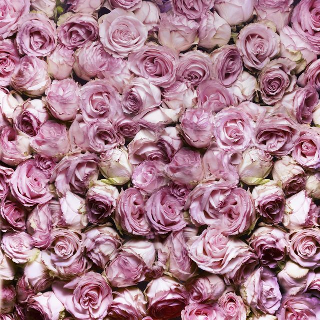 Detail Images Of A Rose Nomer 28