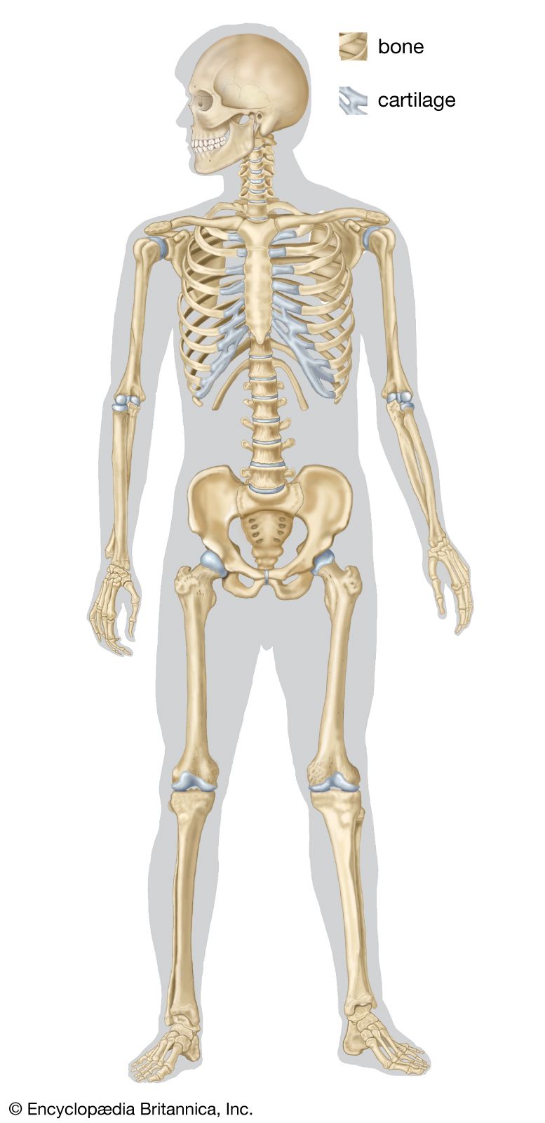 Detail Images Of A Skeleton Nomer 12