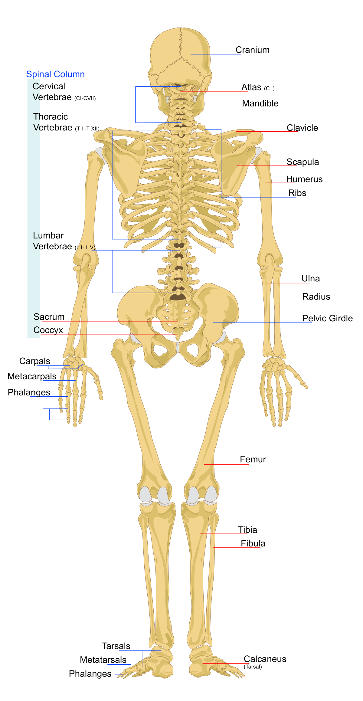 Detail Images Of A Skeleton Nomer 13