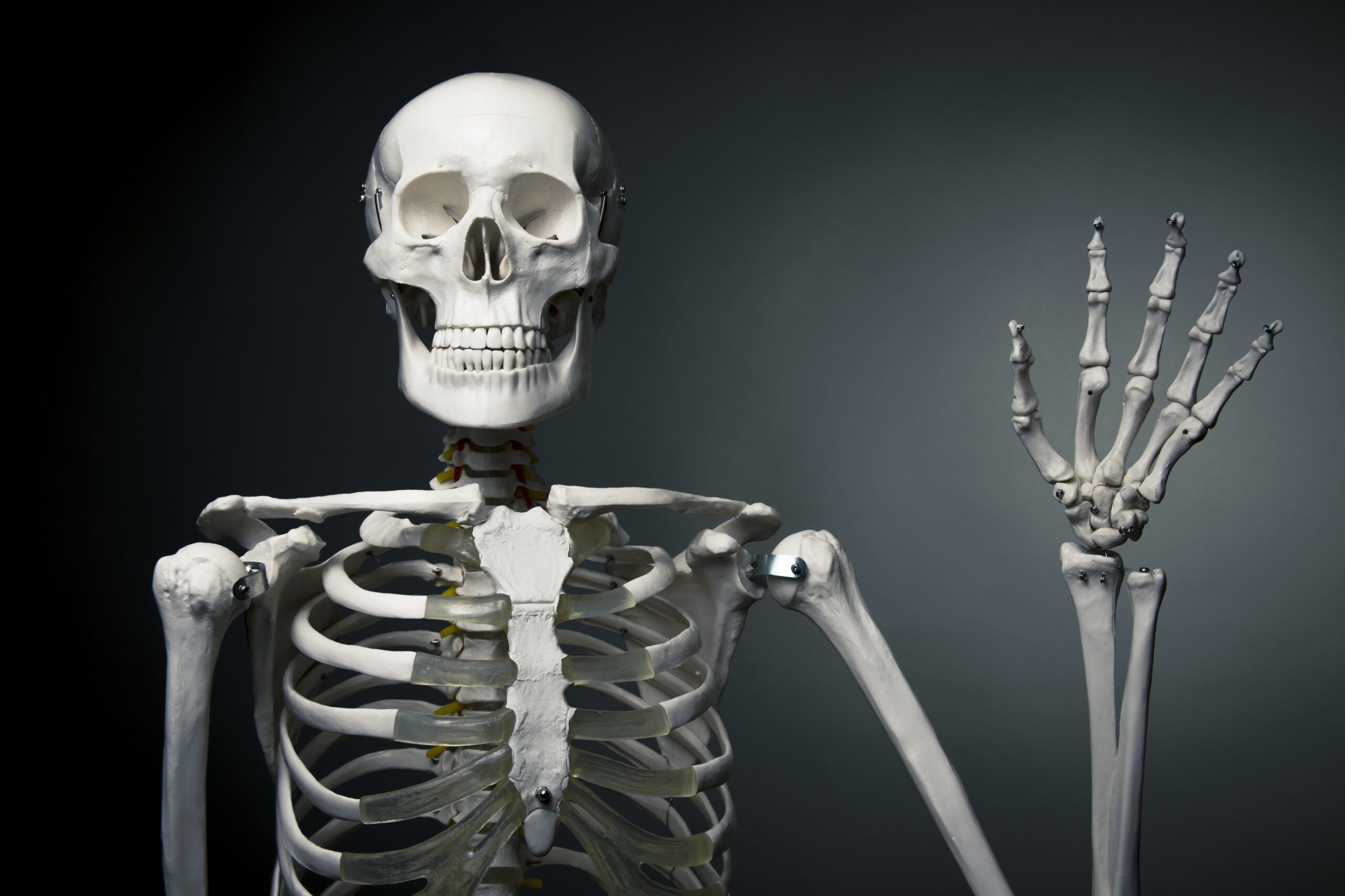 Detail Images Of A Skeleton Nomer 17