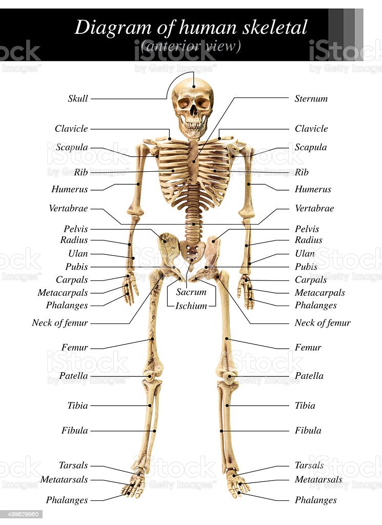 Detail Images Of A Skeleton Nomer 22