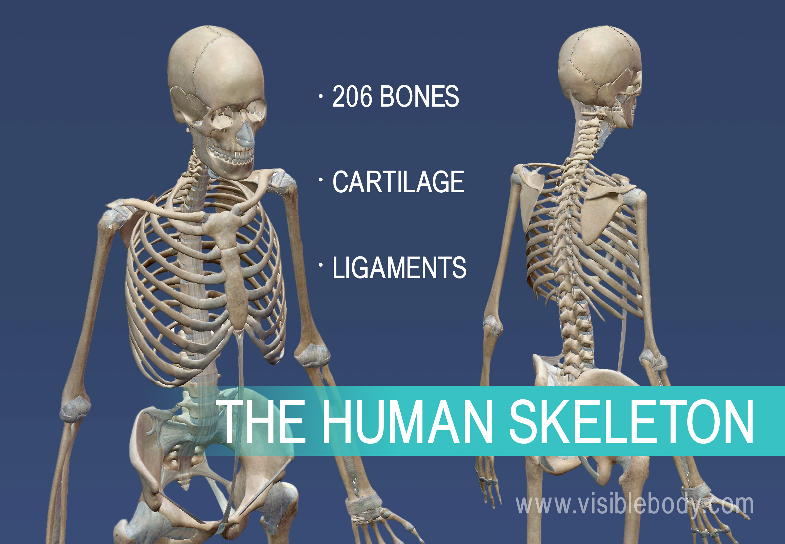 Detail Images Of A Skeleton Nomer 28