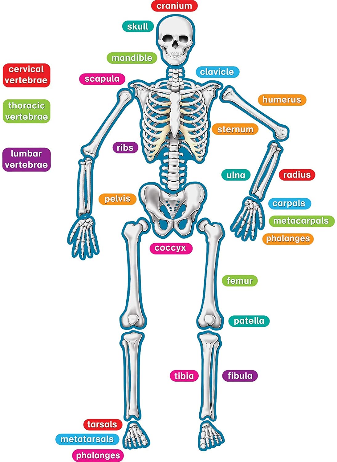 Detail Images Of A Skeleton Nomer 29