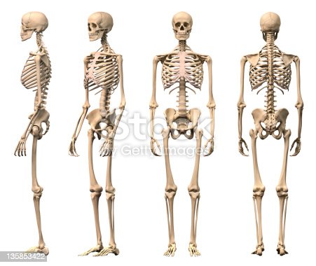 Detail Images Of A Skeleton Nomer 30