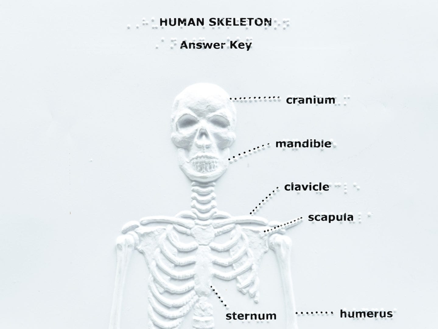 Detail Images Of A Skeleton Nomer 38