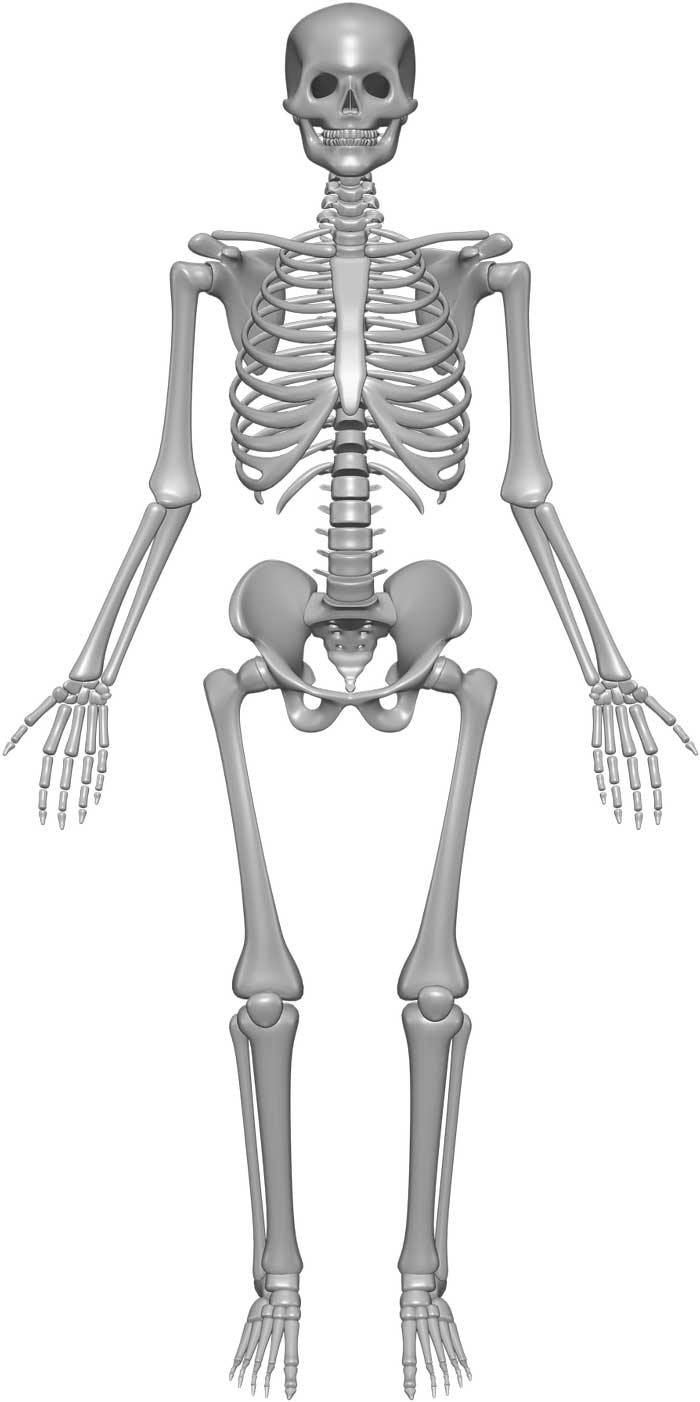 Detail Images Of A Skeleton Nomer 48