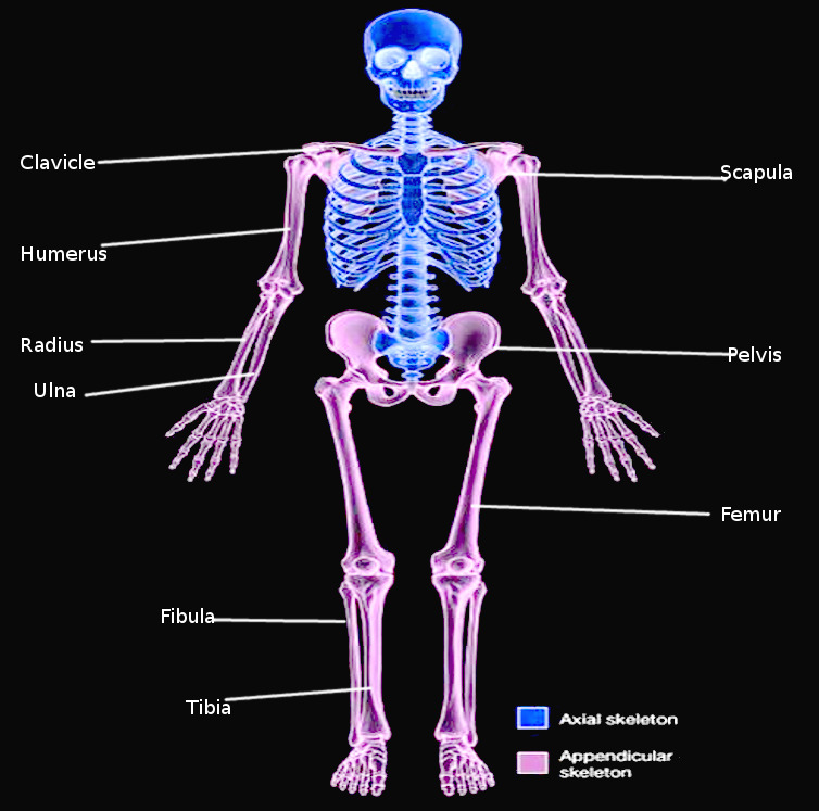 Detail Images Of A Skeleton Nomer 55