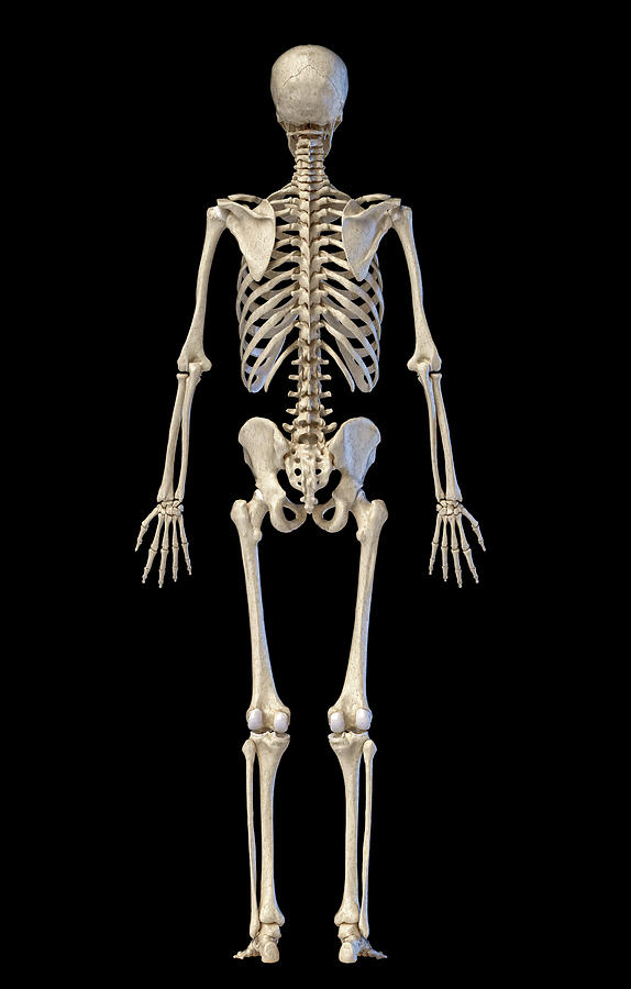 Detail Images Of A Skeleton Nomer 56