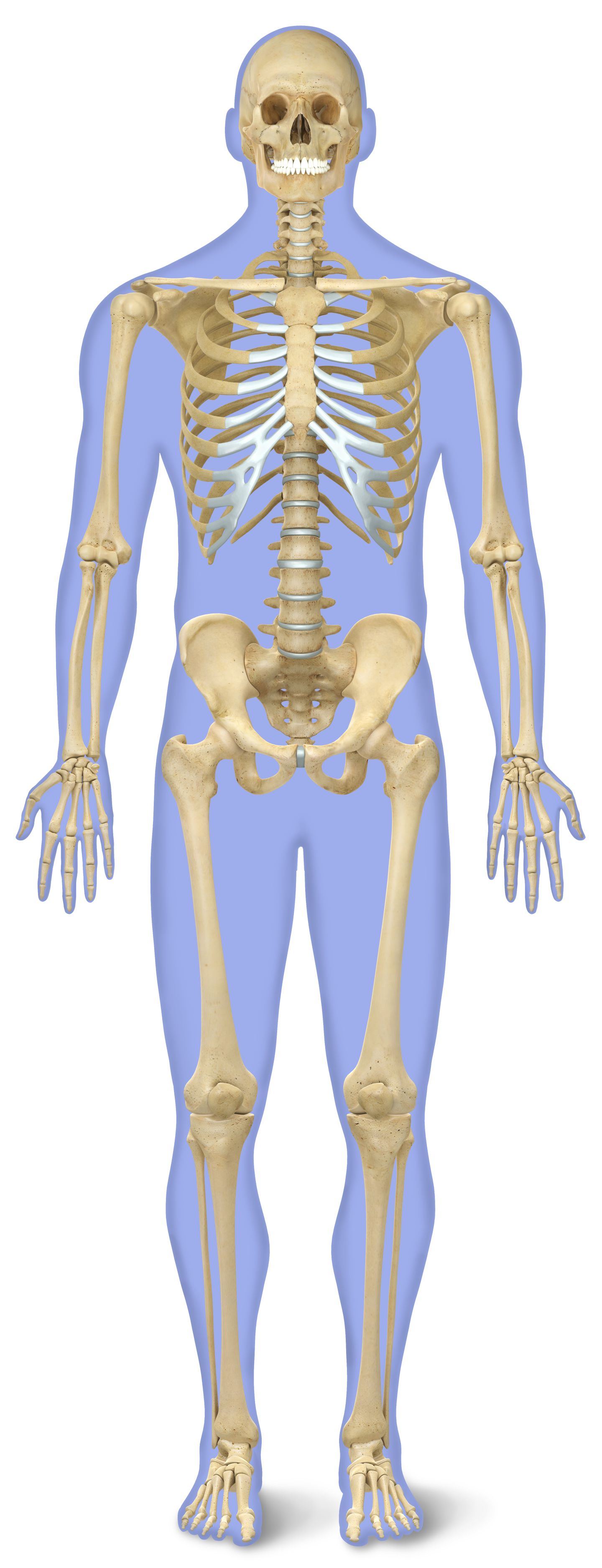 Detail Images Of A Skeleton Nomer 9
