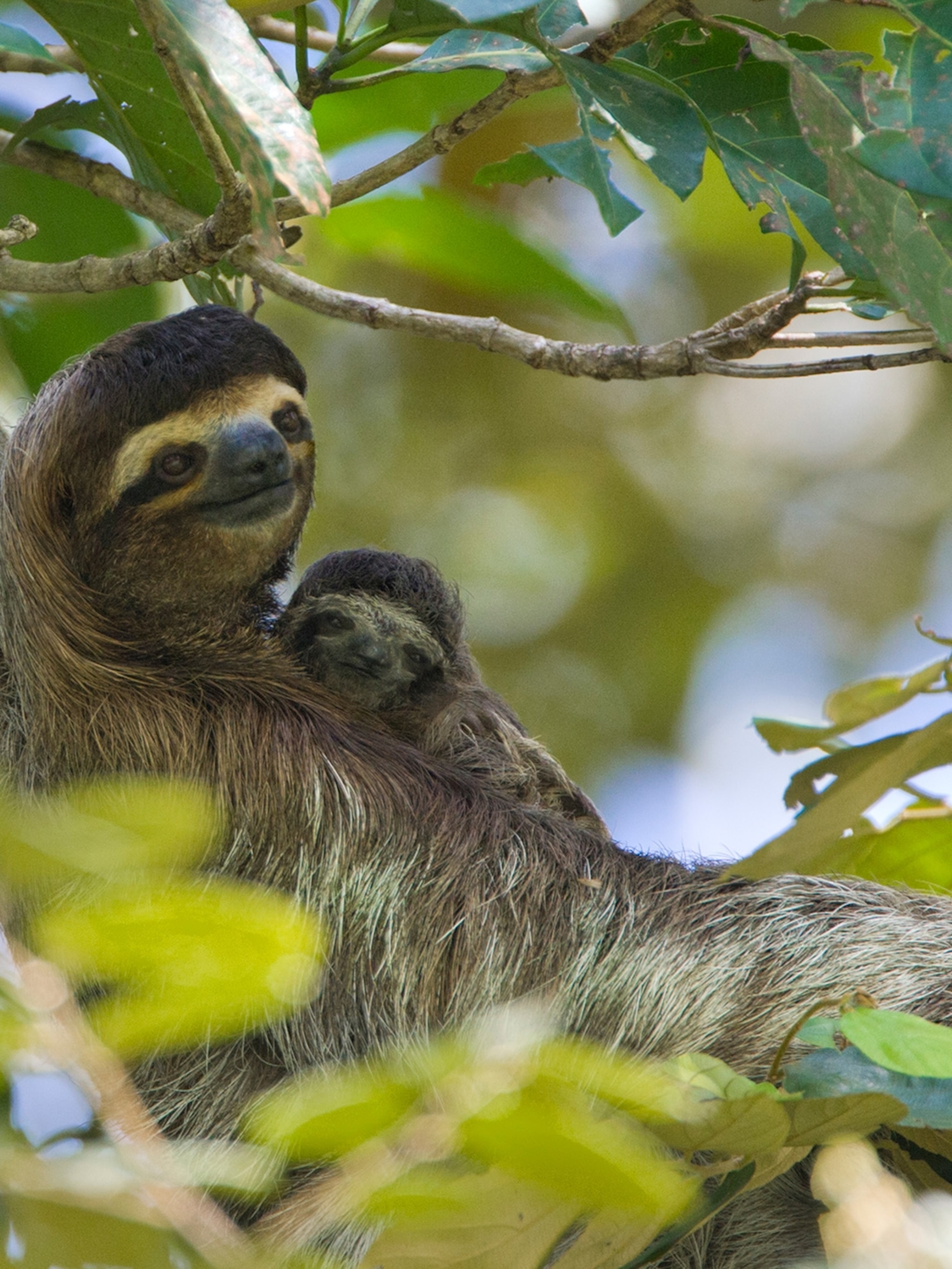 Detail Images Of A Sloth Nomer 41