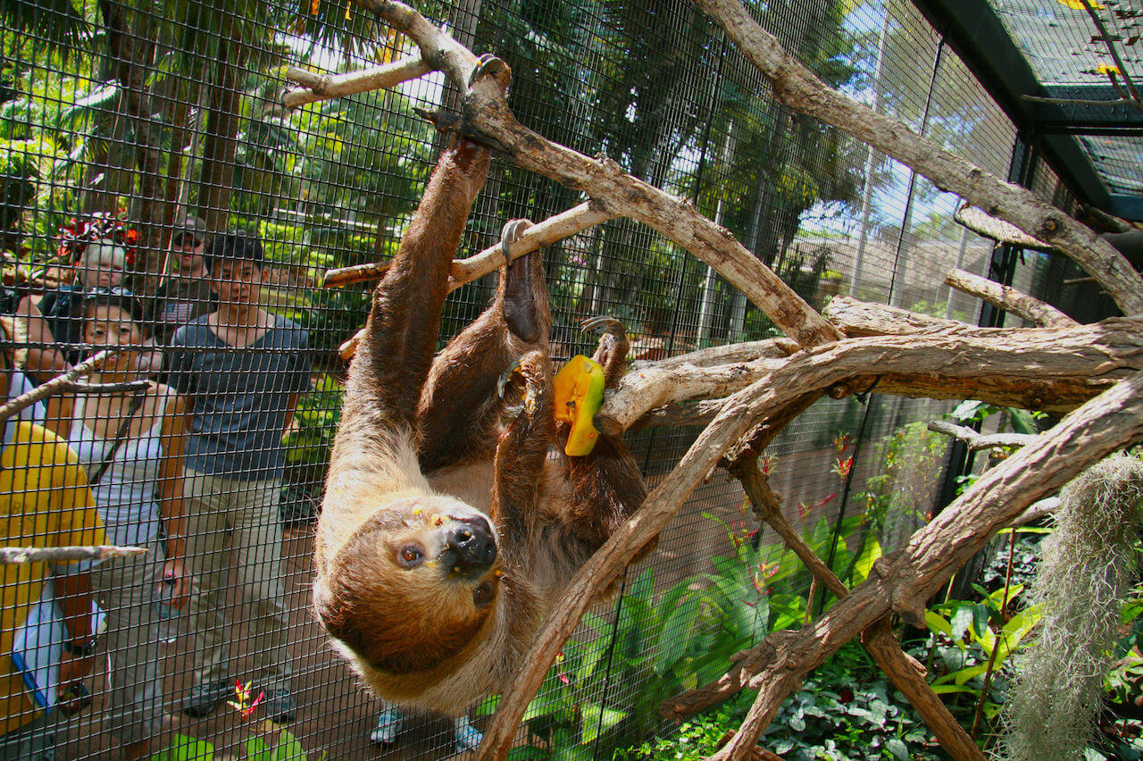 Detail Images Of A Sloth Nomer 53