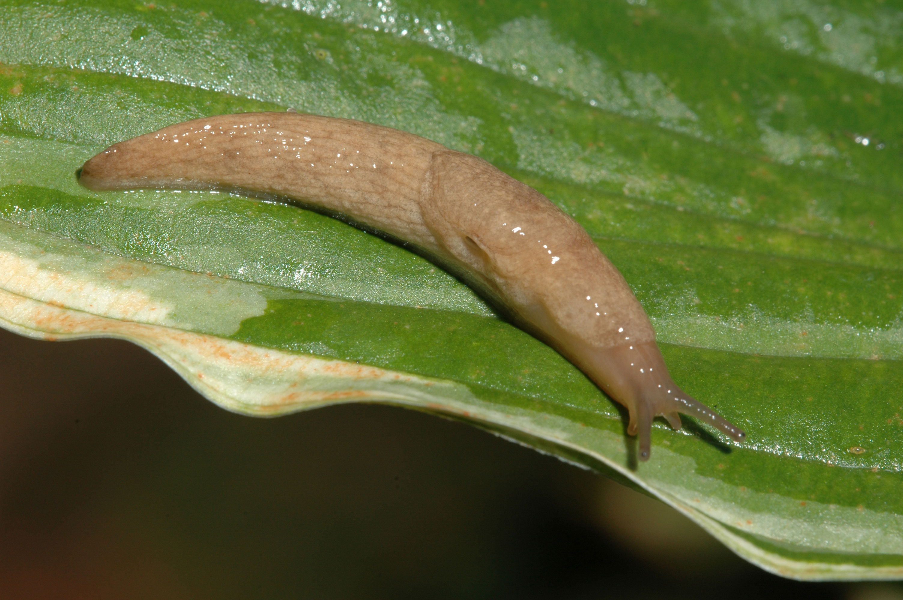 Detail Images Of A Slug Nomer 2