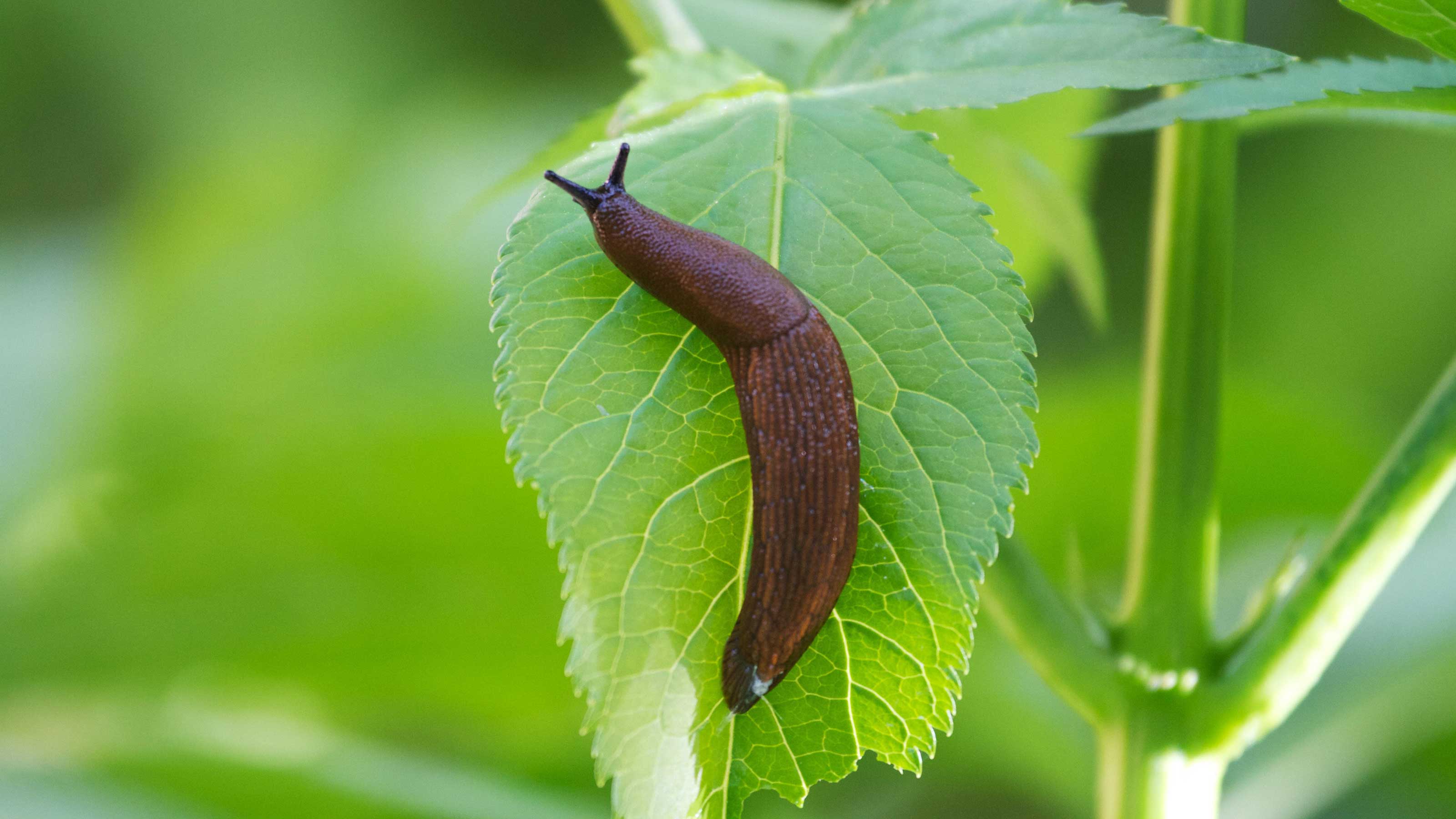 Detail Images Of A Slug Nomer 27