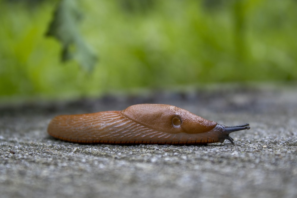 Detail Images Of A Slug Nomer 38