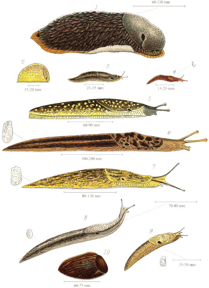 Detail Images Of A Slug Nomer 8