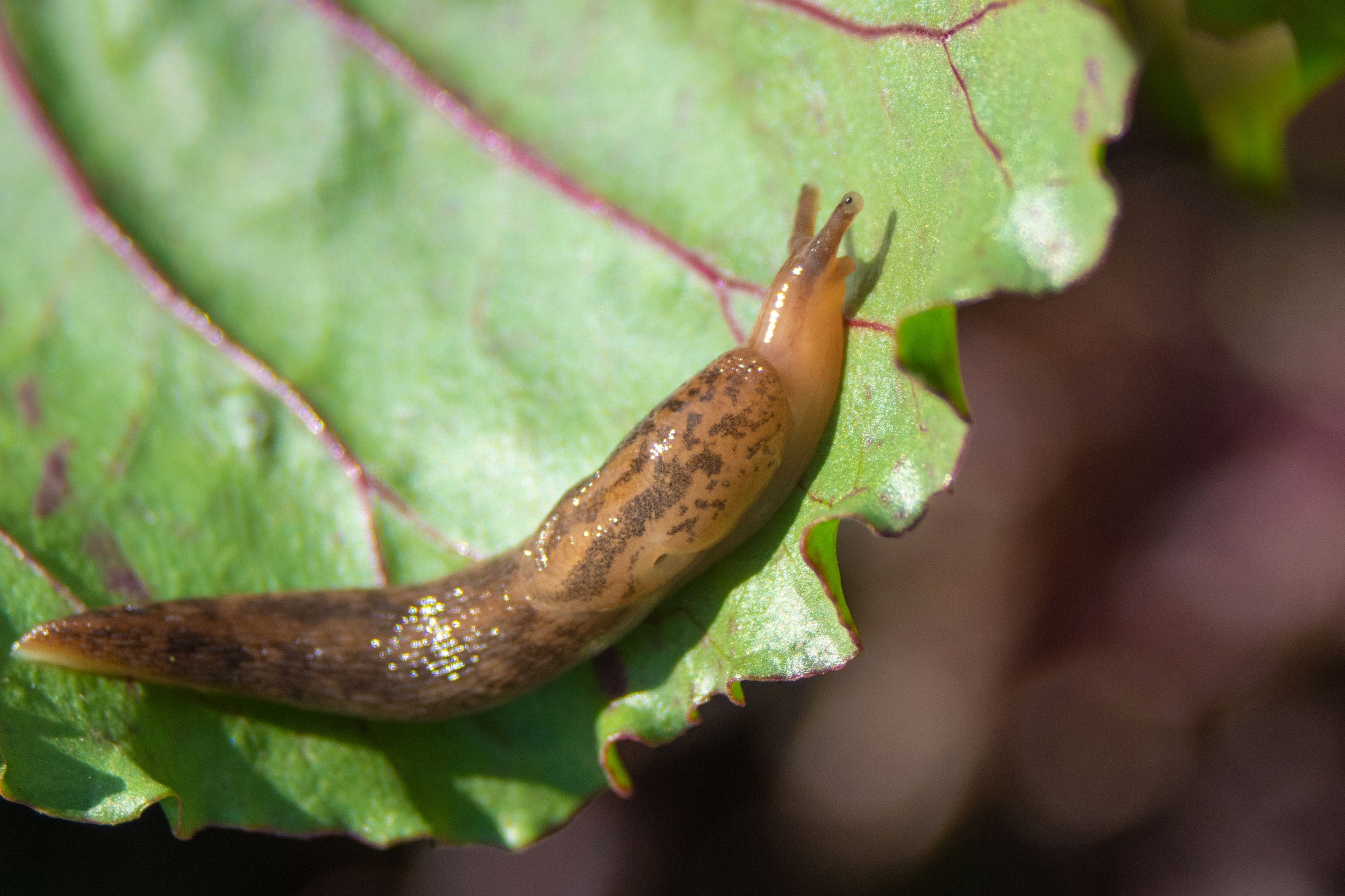 Detail Images Of A Slug Nomer 9